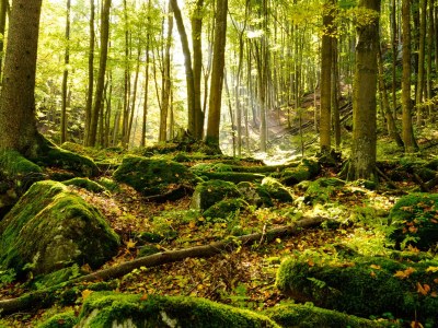 Holiday house 5-star Log cabin Comfort cabin Holiday home - Environment photo 19