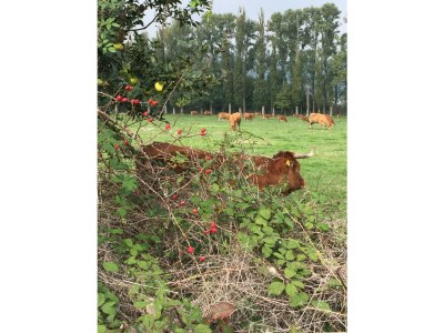 Holiday apartment Pellenzblick - Environment photo 21