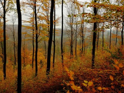 Holiday house Sorpesee Ferienhaus mit Panoramablick - Environment photo 30