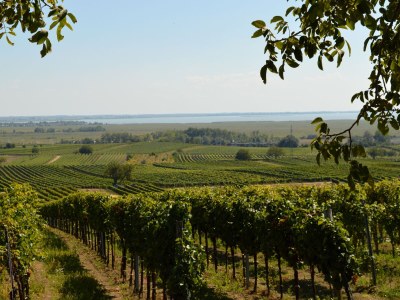 Holiday house Ferienhaus Burgenland 2 - Environment photo 18