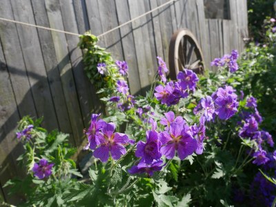 Holiday apartment Wellness & Entspannung im Fichtelgebirge, isländische Sauna, Massage, HotTub - Outdoor photo 9