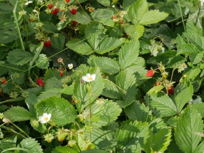 Holiday apartment Wellness & Entspannung im Fichtelgebirge, isländische Sauna, Massage, HotTub - Outdoor photo 18