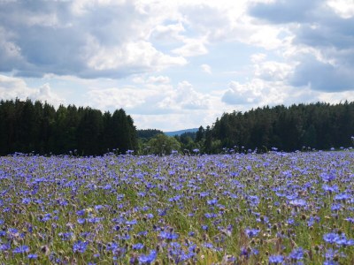 Holiday apartment Wellness & Entspannung im Fichtelgebirge, isländische Sauna, Massage, HotTub - Environment photo 33