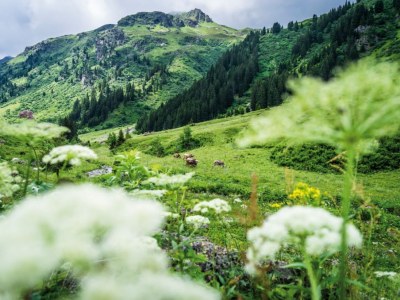 Holiday apartment Cottage by the Creek - Environment photo 20
