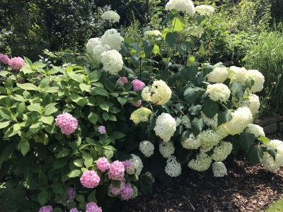 Holiday apartment Villa Babelsberg - Outdoor photo 4