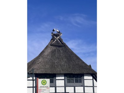 Holiday apartment Hamburg - Environment photo 20