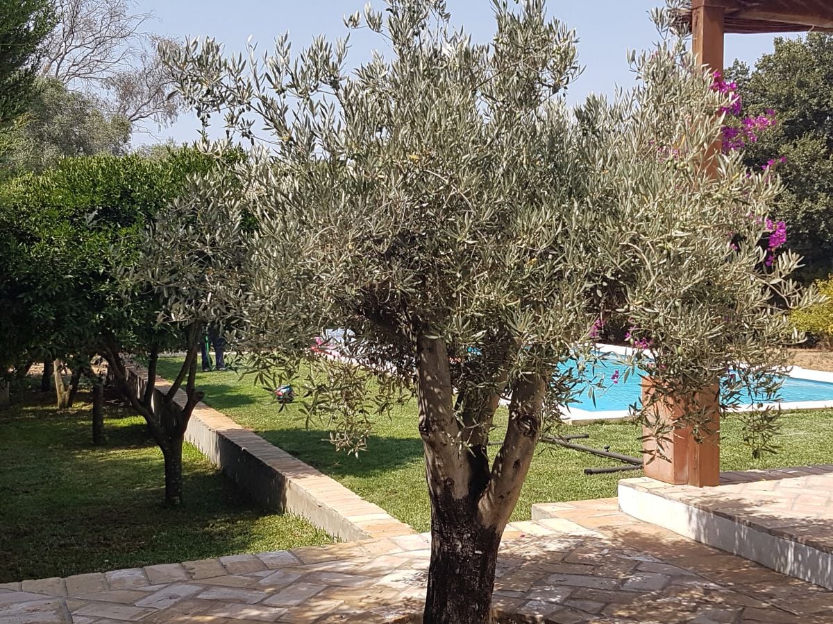 Holiday house Villa Susana - Outdoor photo 4