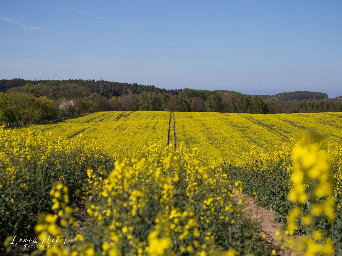 Holiday house Leni & Mia´s Ferienhaus - Outdoor photo 5