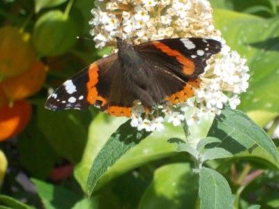 Holiday house at Holiday farm Zollfrank - Environment photo 34