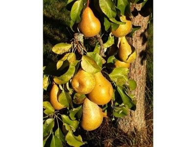 Holiday house at Holiday farm Zollfrank - Environment photo 38