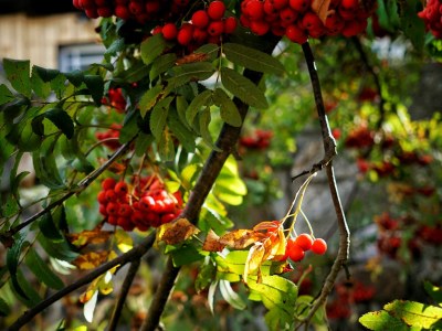 Holiday house at Holiday farm Zollfrank - Environment photo 40
