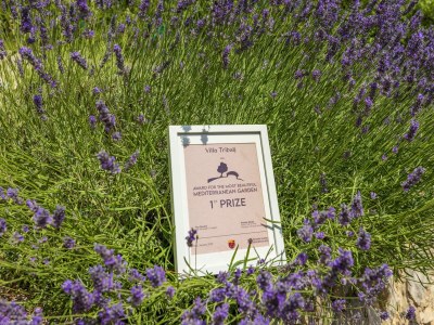 Villa Tribalj - Environment photo 40