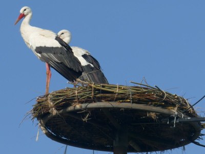 Holiday apartment Gulfhof de Riese- Hofmann OG - Outdoor photo 13