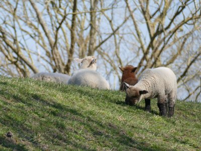 Holiday apartment Gulfhof de Riese- Hofmann OG - Environment photo 36