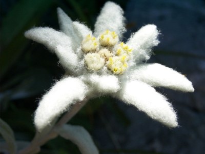 Holiday apartment House Hochmoor - Environment photo 8