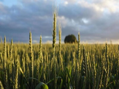 Holiday house Cottage near Bourtange with Hot Tub - Environment photo 22