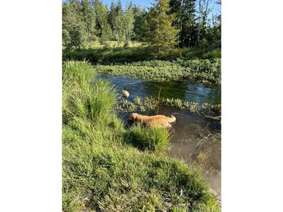 Holiday house Oberland 2 - Environment photo 40