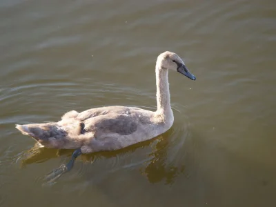 Holiday house Werder/Havel: Idyllic summer house near a lake - Environment photo 19