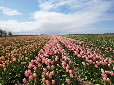 Bungalow Villa Dragun - Environment photo 21