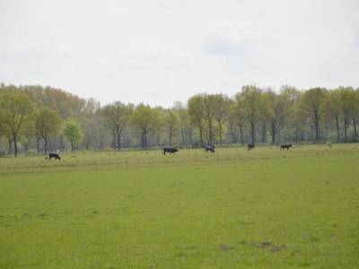 Holiday house Chalet in Stramproy am Wald für 5 Von Belvilla - Environment photo 19