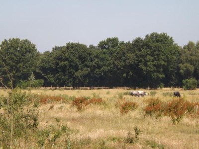 Holiday house Chalet in Stramproy am Wald für 5 Von Belvilla - Environment photo 22