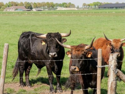 Holiday house Chalet in Stramproy am Wald für 5 Von Belvilla - Environment photo 28