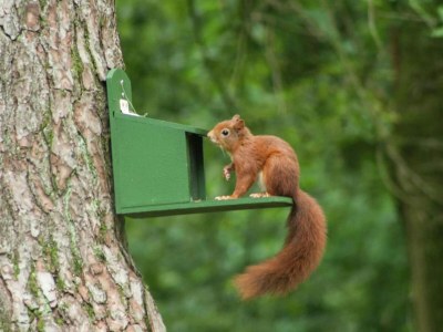 Holiday house Chalet in Stramproy am Wald für 5 Von Belvilla - Environment photo 29