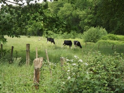 Holiday house Chalet in Stramproy am Wald für 5 Von Belvilla - Environment photo 34