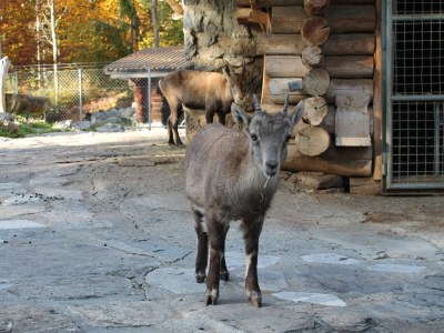 Holiday apartment Sunnechischtli Brienz - Environment photo 18