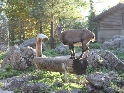 Holiday apartment Sunnechischtli Brienz - Environment photo 19