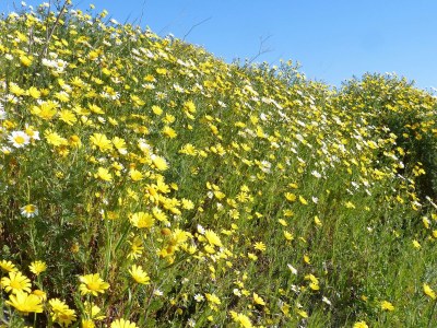 Holiday house Mas Bellevue - Environment photo 35