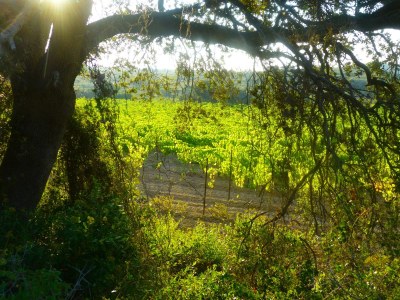 Holiday house Mas Bellevue - Environment photo 38