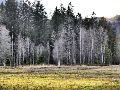 Apartment Chalet in the Swiss alps - Environment photo 23
