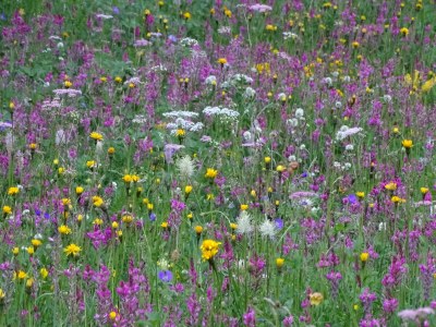 Apartment Chalet in the Swiss alps - Environment photo 32