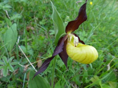 Apartment Chalet in the Swiss alps - Environment photo 33