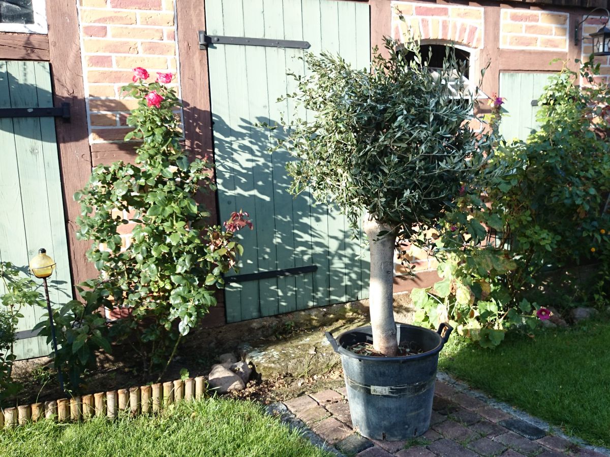 Holiday apartment Hanni - Outdoor photo 4