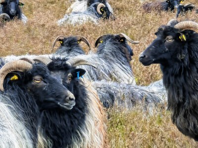 Holiday apartment Hanni - Environment photo 17