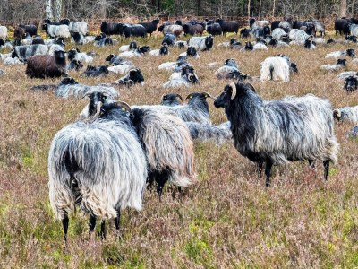 Holiday apartment Hanni - Environment photo 20