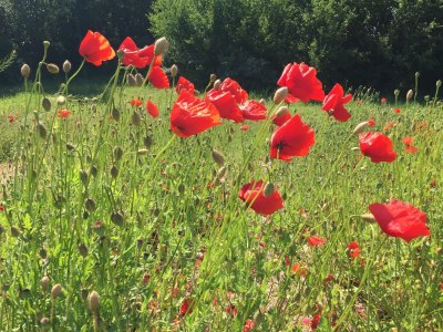 Holiday house - No title - - Document photo 28