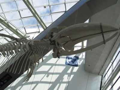 Holiday apartment Ostseebrise - Environment photo 19