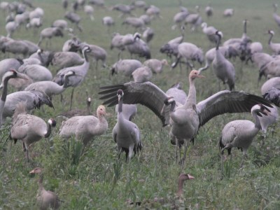 Holiday apartment Ostseebrise - Environment photo 20