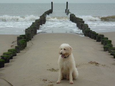 Holiday house Bungalow Seedunes - Environment photo 35