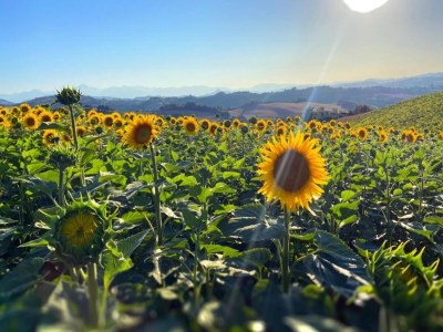 Cottage Wohnung in Sant'Angelo nahe Altstadt - Environment photo 30
