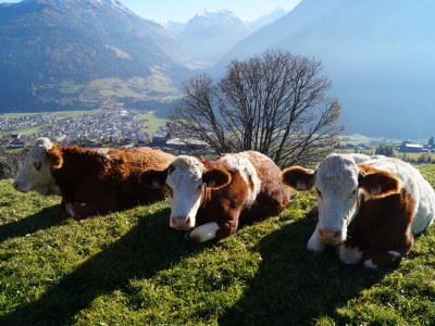 Holiday apartment Magauhof in Mittersill - Environment photo 24
