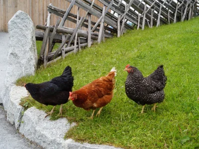 Holiday apartment Magauhof in Mittersill - Environment photo 26