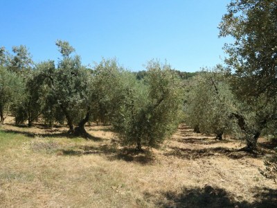 Holiday house Pet-Friendly Getaway, Castagneto Carducci - Environment photo 37