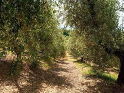 Holiday house Pet-Friendly Getaway, Castagneto Carducci - Environment photo 38