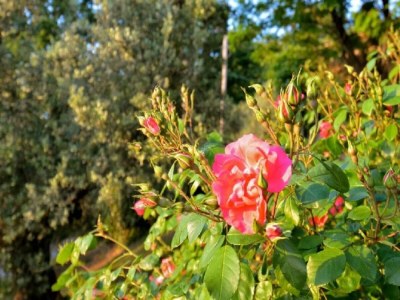 Holiday house Pet-Friendly Getaway, Castagneto Carducci - Outdoor photo 39