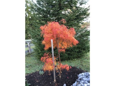 Holiday apartment Haus Auerhahn - Outdoor photo 16