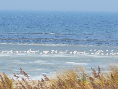 Holiday house Vogeldüne Holiday Home - Outdoor photo 5